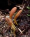 housenice cizopasná (Houby), Elaphocordyceps ophioglossoides (Fungi)